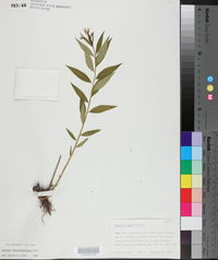 Amsonia tabernaemontana image