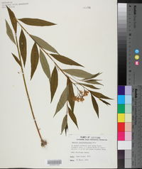 Amsonia tabernaemontana image