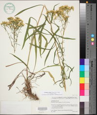 Solidago nitida image