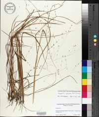 Eragrostis refracta image