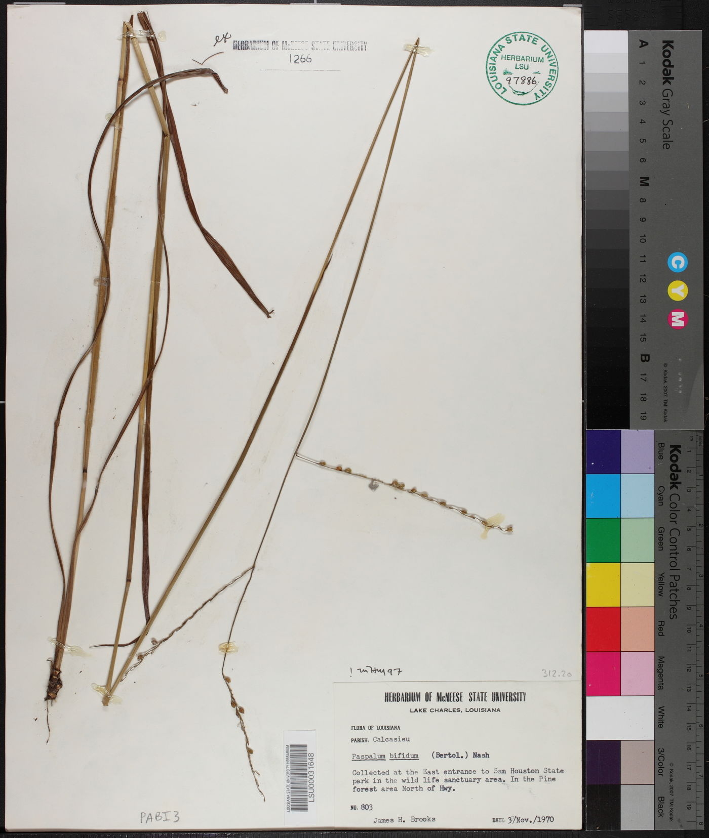 Paspalum bifidum image