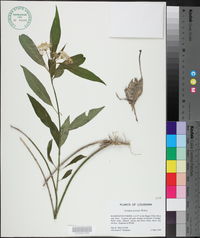 Asclepias perennis image