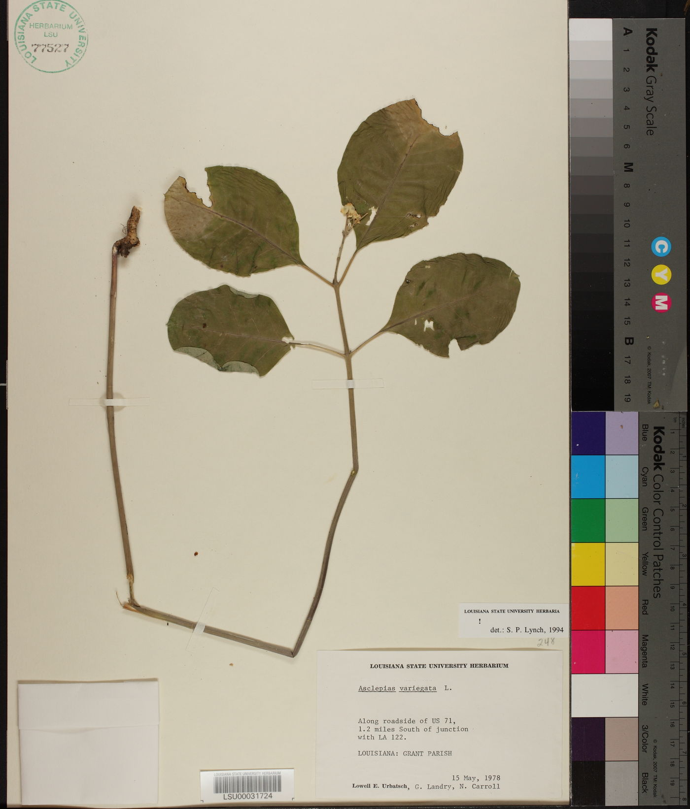 Asclepias variegata image