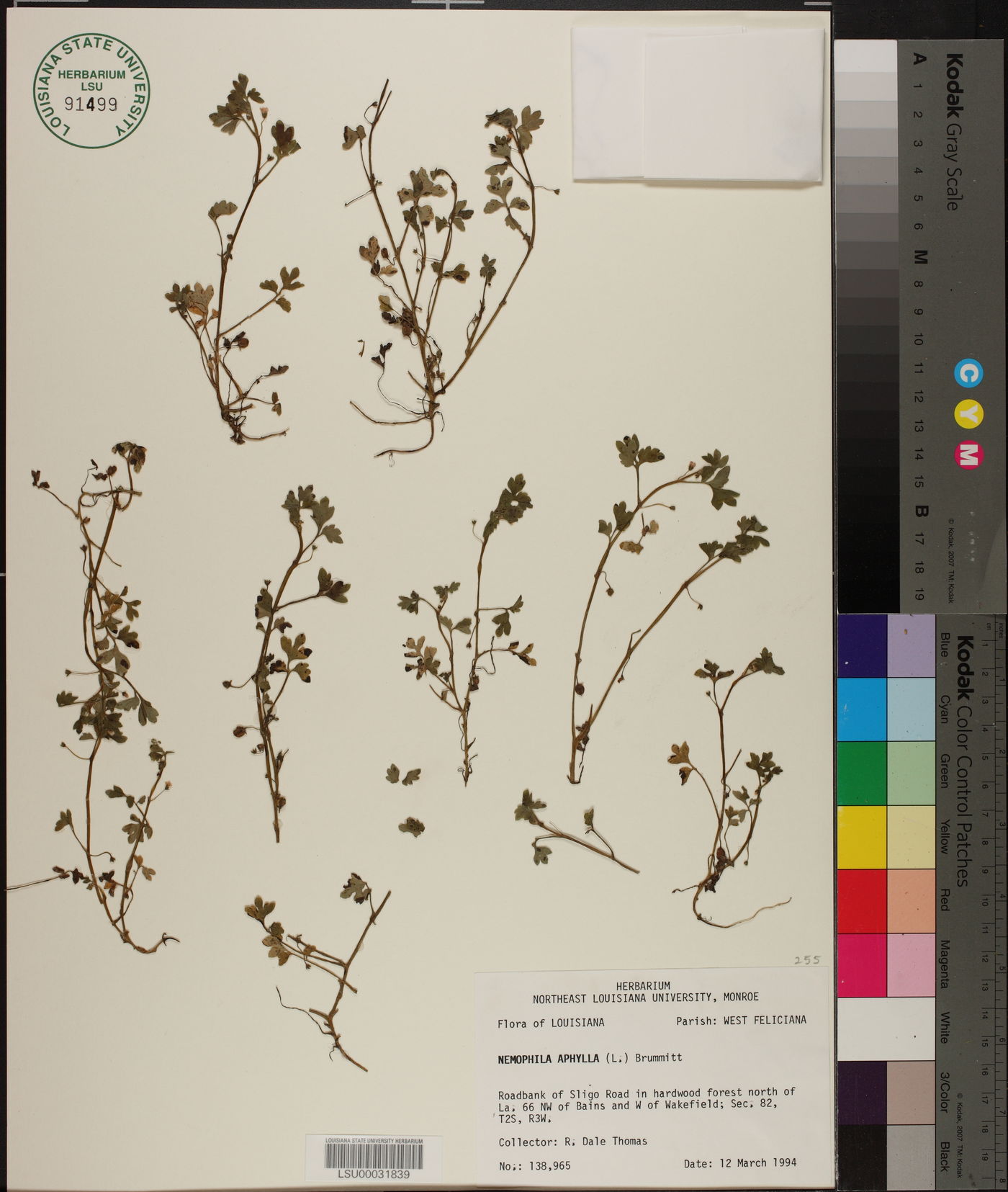 Nemophila aphylla image