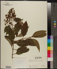 Ligustrum japonicum image