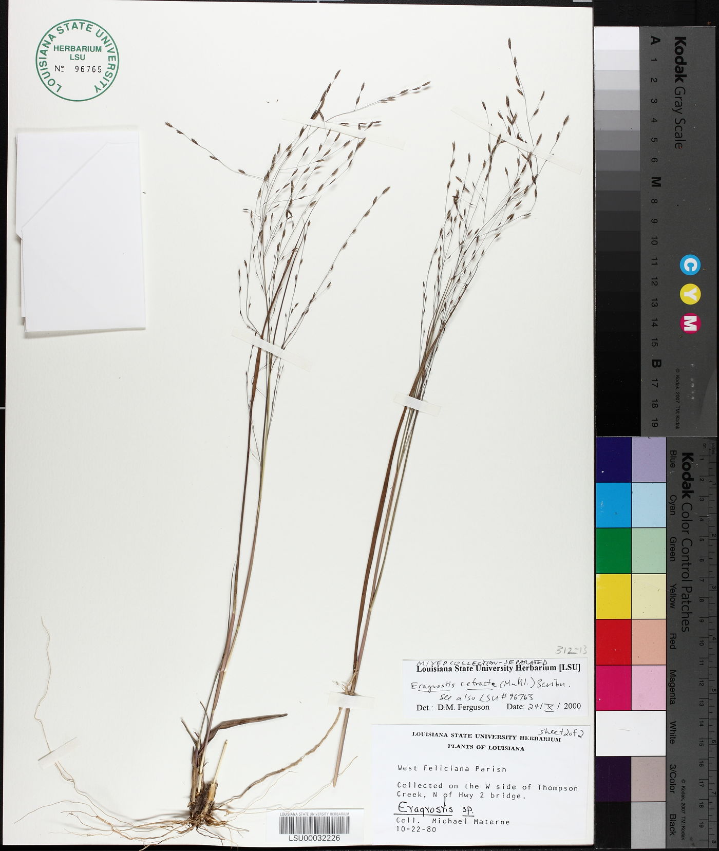 Eragrostis refracta image