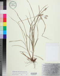 Cyperus thyrsiflorus image