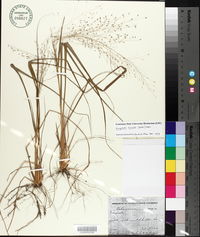 Eragrostis hirsuta image