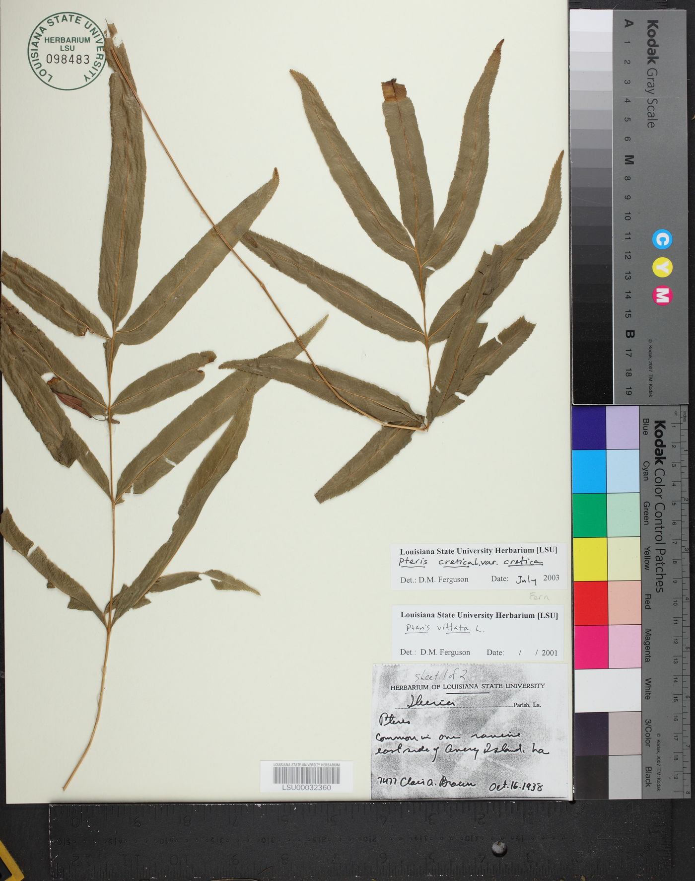 Pteris cretica var. cretica image