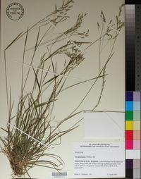 Poa autumnalis image