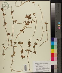 Bacopa rotundifolia image