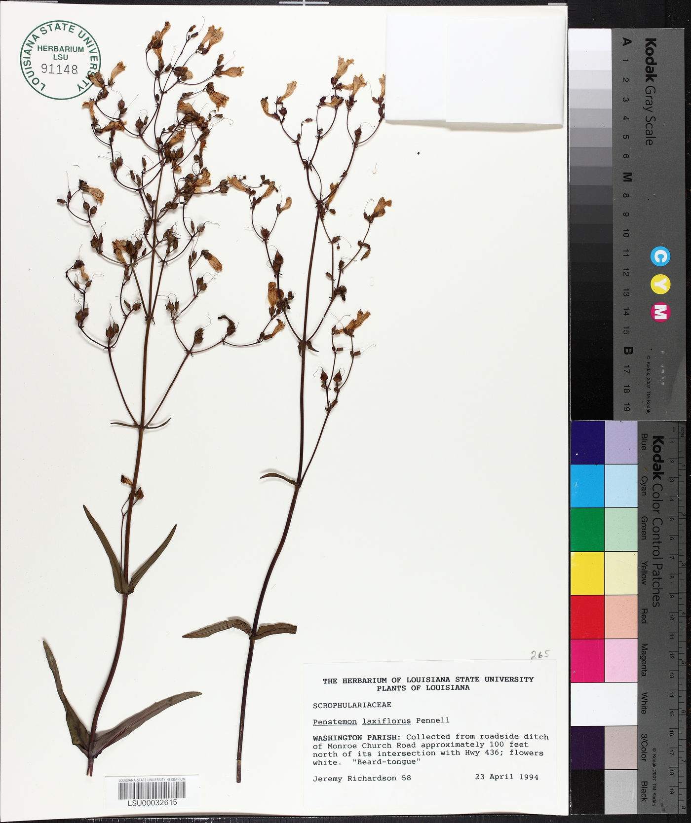 Penstemon laxiflorus image