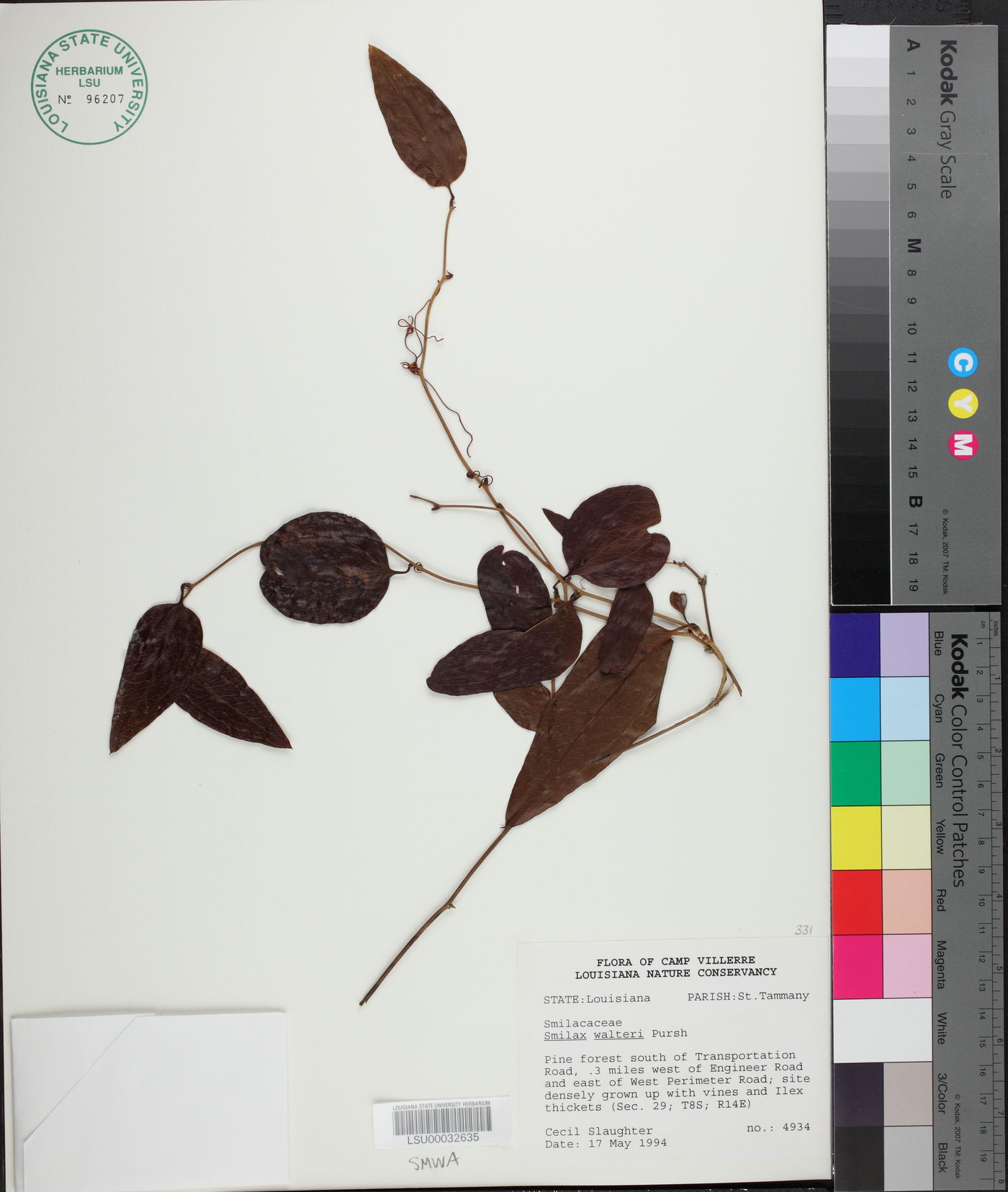 Smilax walteri image