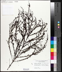 Seymeria cassioides image