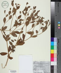 Baptisia sphaerocarpa image