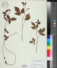 Rubus flagellaris image