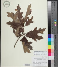 Quercus lyrata image