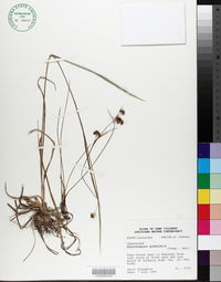 Rhynchospora globularis image