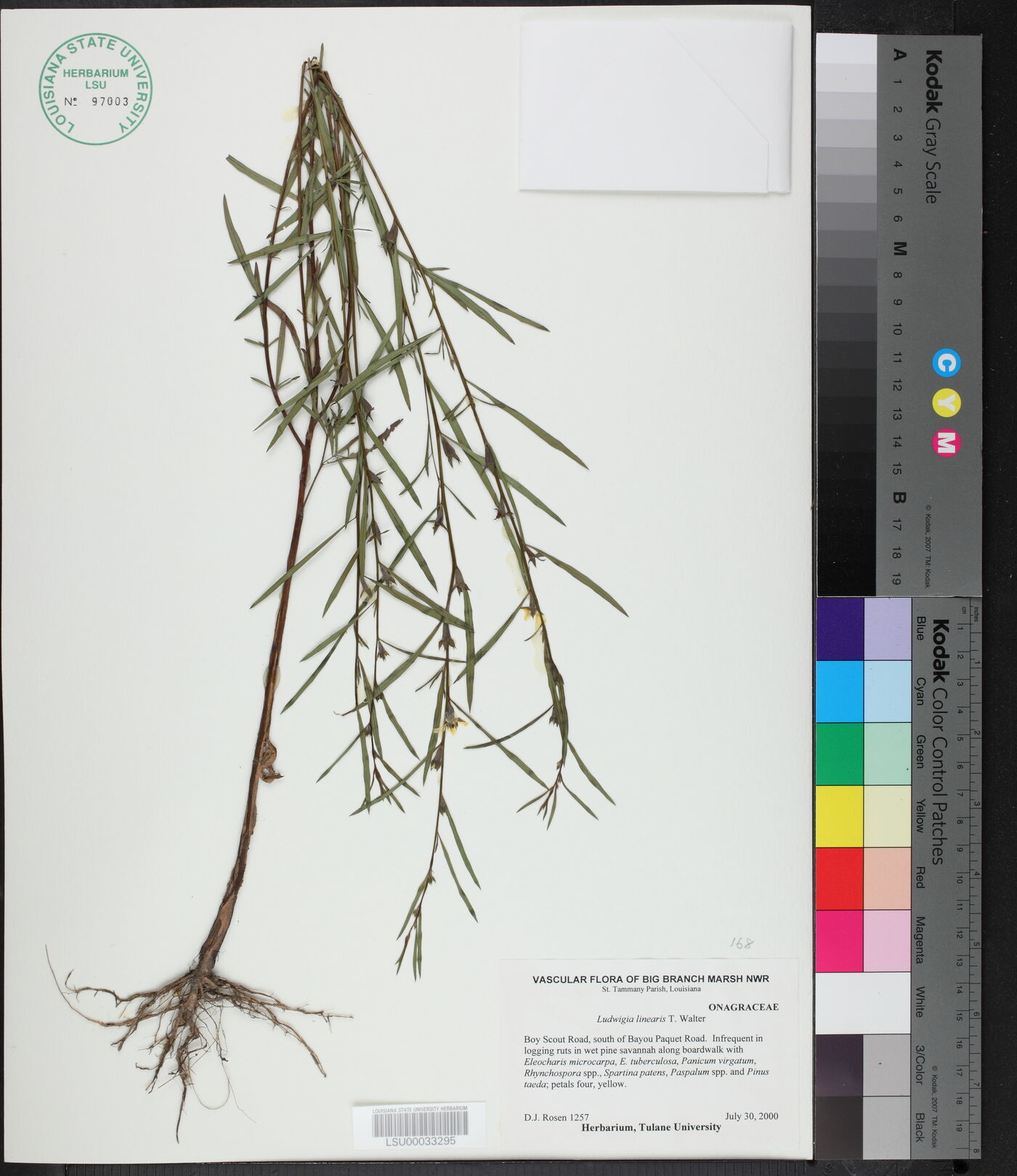 Ludwigia linearis image