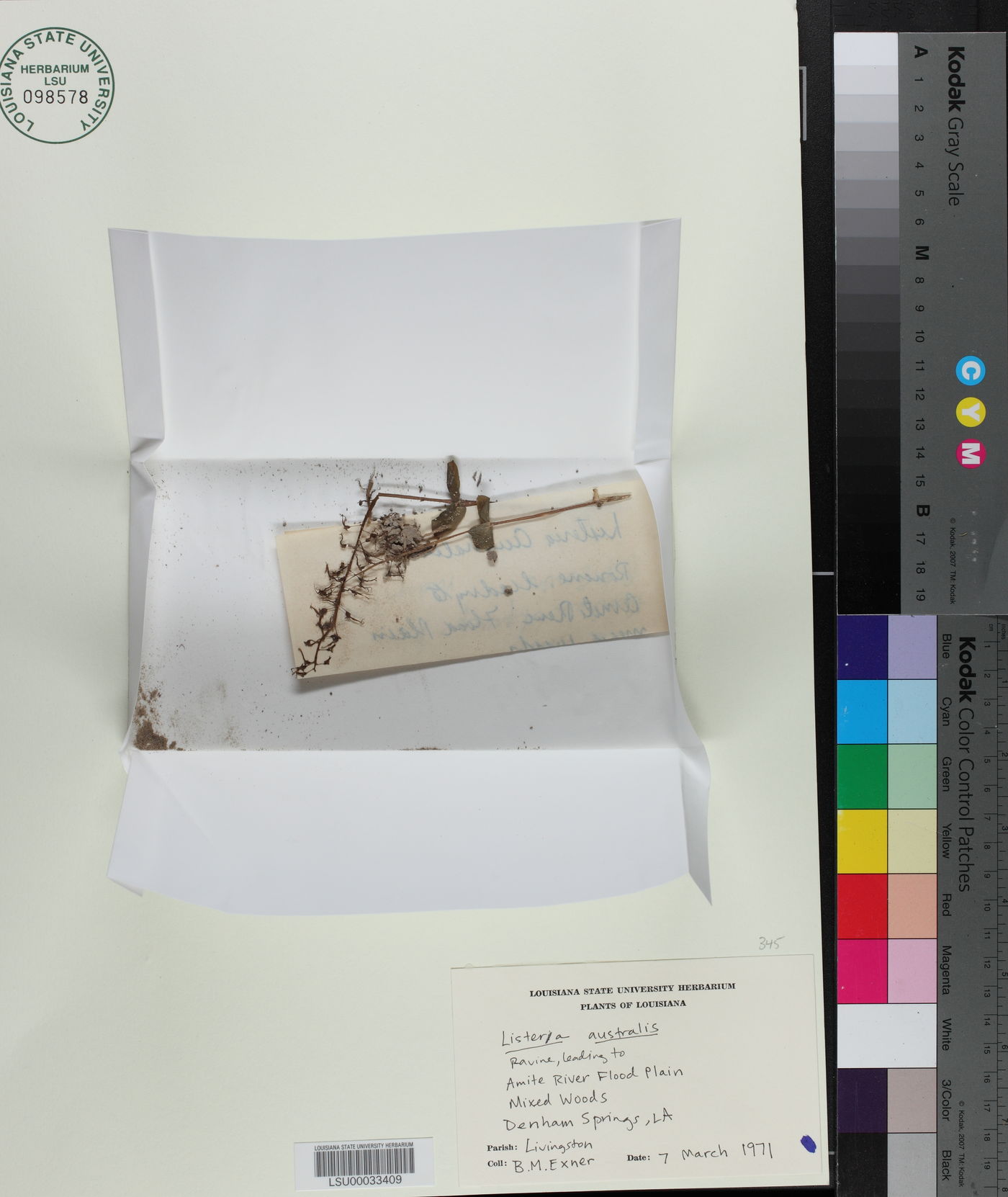 Listera australis image
