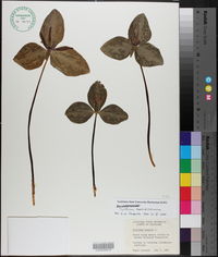 Trillium foetidissimum image