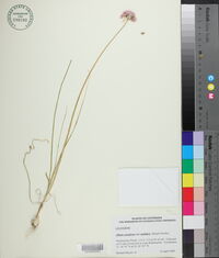 Allium canadense var. mobilense image