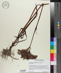 Lachnanthes caroliana image