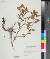 Ludwigia pilosa image