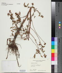 Ludwigia pilosa image