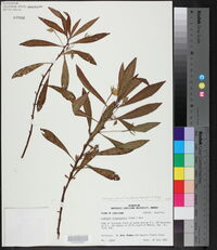 Ludwigia grandiflora image