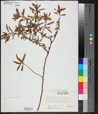 Ludwigia grandiflora image