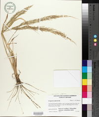 Eragrostis japonica image