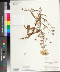 Oenothera fruticosa subsp. fruticosa image