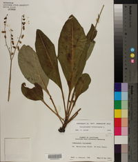 Cynoglossum virginianum image