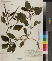 Heliotropium indicum image