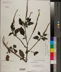 Heliotropium indicum image