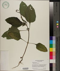 Heliotropium indicum image