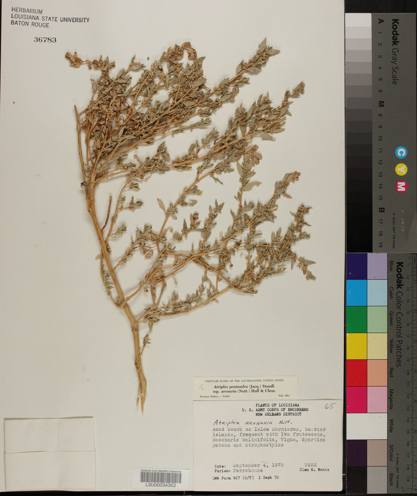 Atriplex cristata image