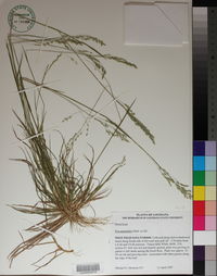 Poa autumnalis image