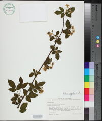 Rubus argutus image