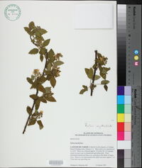 Rubus argutus image