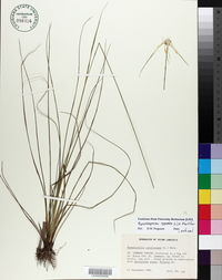 Rhynchospora colorata image