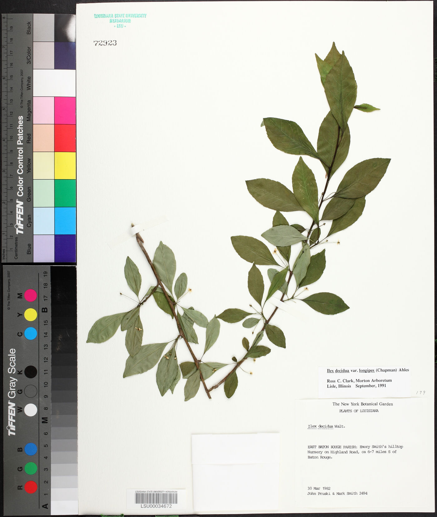 Ilex longipes image