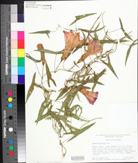 Ipomoea sagittata image