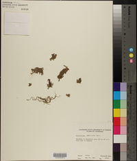 Callitriche peploides image