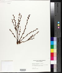 Epifagus virginiana image