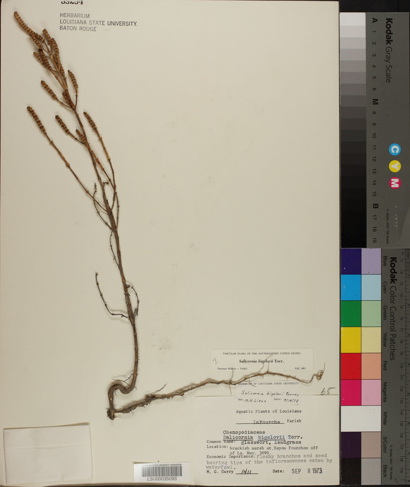 Salicornia bigelovii image