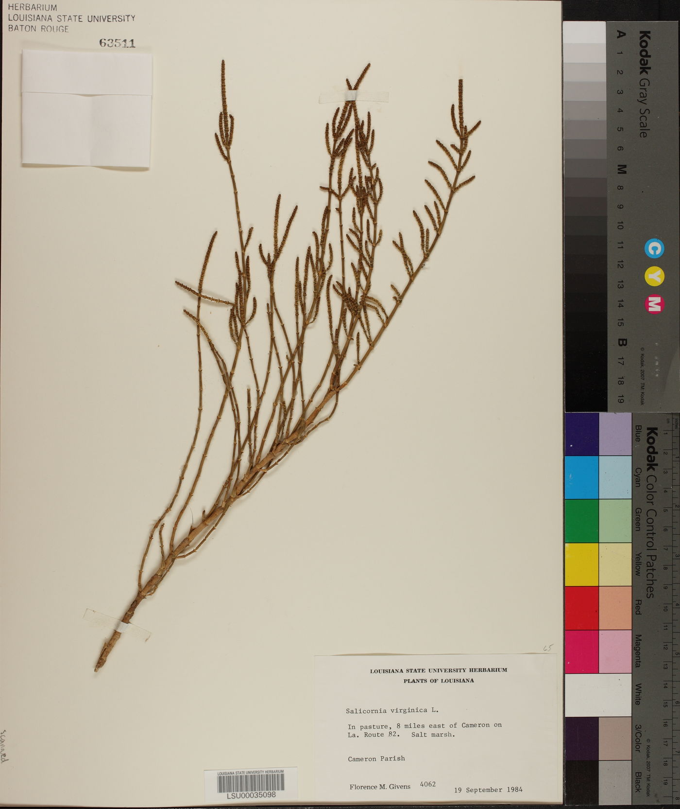 Salicornia virginica image