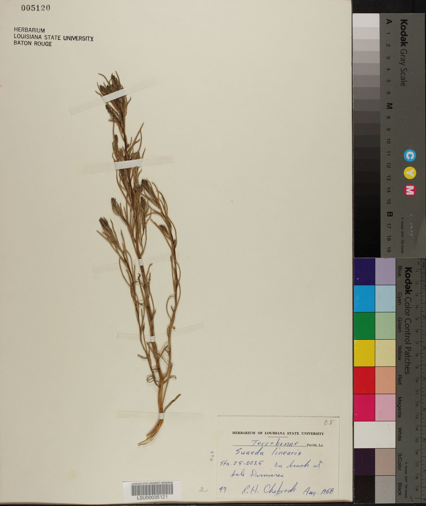 Suaeda linearis image