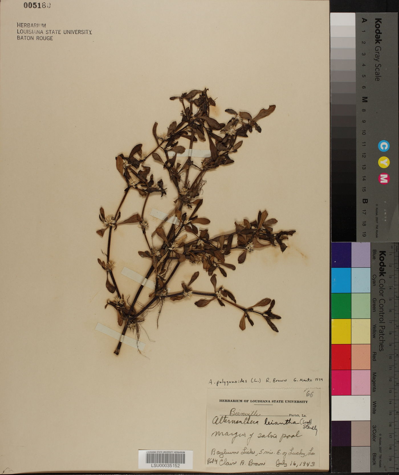 Alternanthera paronichyoides var. paronichyoides image